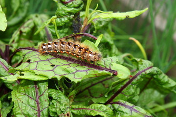 caterpillar on green leaves - close up