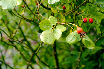red rosehip berries on a branch with green leaves on a branch of a Bush in the garden . autumn colors