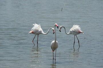 Flamingo in the water : Two flamingoes walking each others on the fine morning in chennai marshlands , Tamilnadu