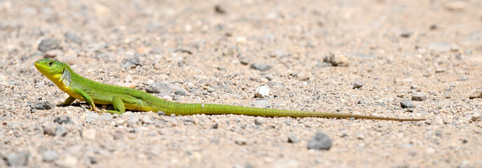 Ostägäische Riesensmaragdeidechse (Lacerta diplochondrodes dobrogica)
