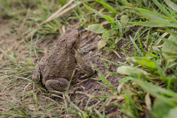 European brown toad on green summer grass