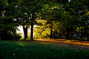 Morning sun entering through the trees and bushes during late summer
