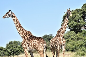 giraffe in the savannah