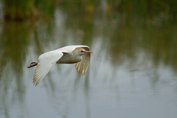 Cattle egret , Bubulcus ibis, Doñana National Park, Spain