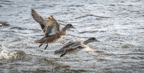 American Wigeons
