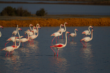  Grupo de flamenco común ( Phoenicopterus roseus), sobre la laguna en el parque Nacional de Doñana. © Carlos