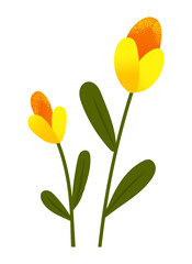 Yellow tulips spring garden flowers isolated on white. Symbol of holiday international womens day flat illustration, Bouquet for interior decoration. Vector bright fresh decor flora blooming