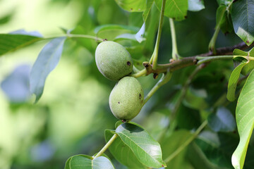 Walnuss grün, Green Walnut