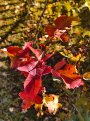 Autumn, a branch of a young tree with yellow leaves.