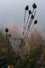 Dew on spider web in the foggy morning