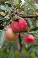 Red apples hanging on a tree. Close.