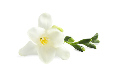 Obraz na płótnie Canvas Beautiful tender freesia flowers on white background