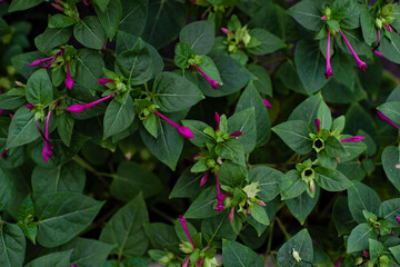 Flowers, green and purple. Background