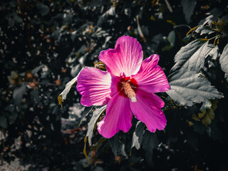 A bright purple beautiful Syrian hibiscus flower grows on a bush with green leaves, illuminated by...