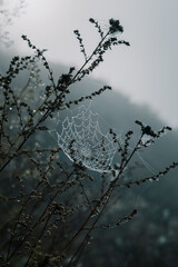 Morning dew on the grass and cobwebs of spider in the fog 