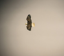 Aigle 3
