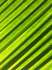 Striped green palm leaves in sunlight.