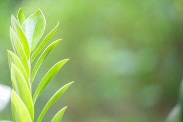 Fototapeta premium Green nature background Close-up of green leaves with beautiful bokeh under sunlight.