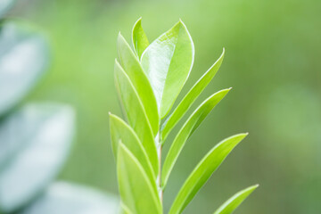 Green nature background Close-up of green leaves with beautiful bokeh under sunlight.