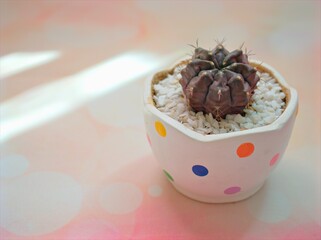 Closeup cactus Gymnocalycium mihanovichii desert plants in white pot on sweet pink background for card design ,cactus in pot
