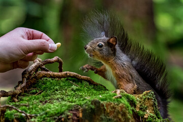 Eichhörnchen hot sich Futter aus der Hand