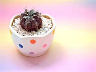 Closeup cactus Gymnocalycium mihanovichii desert plants in white pot on sweet pink background for card design ,cactus in pot