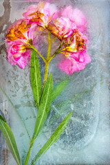 frozen oleander in ice