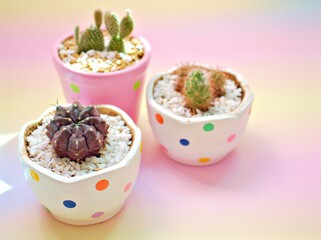 Closeup cactus Gymnocalycium mihanovichii desert plants in white pot on sweet pink background for card design ,cactus in pot