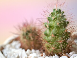 Closeup cactus Cleisto Mammillaria elongata ,copper king cactus plants with sweet color background for card design	