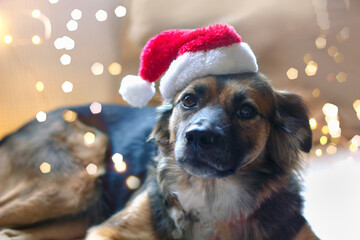 christmas dog. Black-brown mongrel dog lies on white sofa and looking at camera. Domestic dog with santa hat on light background with defocus lights bokeh. Merry xmas and happy new year with your pet