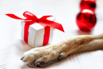 Dog paw on white sofa next to a white gift box with red ribbon and bow and christmas balls....