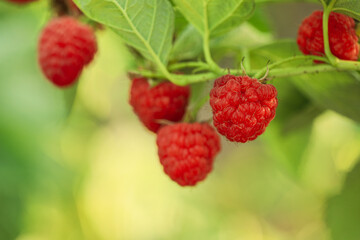 Raspberry bush with tasty ripe berries in garden, closeup