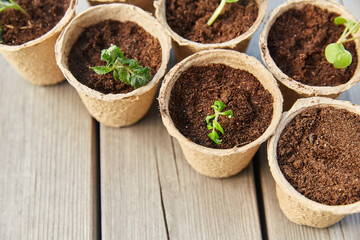 gardening, eco and organic concept - vegetable seedlings in pots with soil on wooden board background