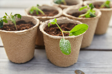 gardening, eco and organic concept - vegetable seedlings in pots with soil on wooden board background