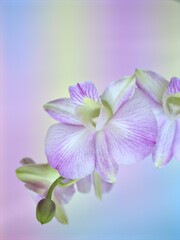 Closeup macro white purple cooktown orchid ,Dendrobium bigibbum orchid flower with colorful pastel color and soft focus on blurred background, sweet color for card design
