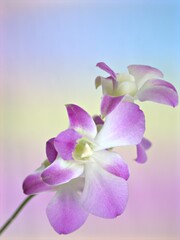 Closeup macro white purple cooktown orchid ,Dendrobium bigibbum orchid flower with colorful pastel color and soft focus on blurred background, sweet color for card design