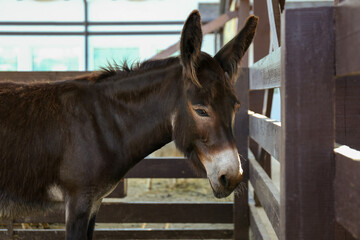 Cute funny donkey near fence on farm. Animal husbandry