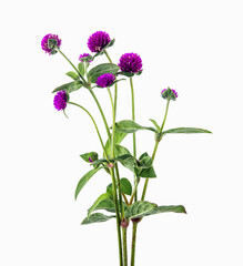 fresh globe amaranth flower on a white background,isolated