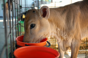 Pretty little calf eating from bucket on farm, closeup. Animal husbandry © New Africa