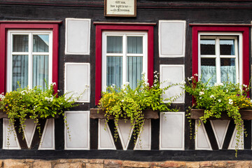 Fototapeta na wymiar Windows with plant in Germany.