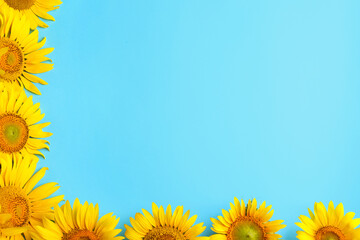 Beautiful bright sunflowers on light blue background, flat lay. Space for text