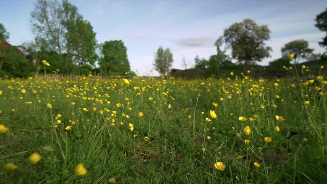 Summer field with yellow flowers on a sunny day. Green grass, nature and trees under blue sky. Low angle under blossom bloom flower Walking gimbal slow motion shot with shallow depth of field