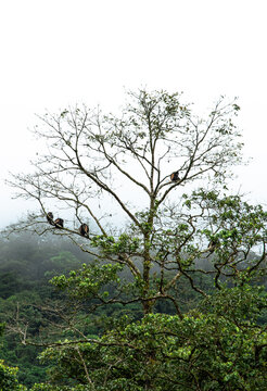 Alouatta Palliata Mantled Howler Golden-mantled Howling Monkey Family In Costa Rica On A Tree Top Crown In A Rainforest In Central America