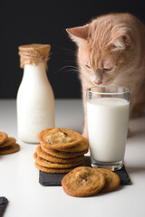 Cookies with milk, and a ginger cat