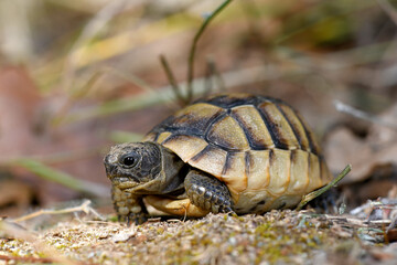 Maurische Landschildkröte (Testudo graeca) aus Thrakien, Griechenland (Jungtier) / Spur-thighed tortoise, Greek tortoise from Greece © bennytrapp
