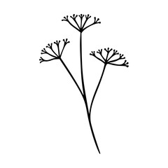 Millefolium, achillea outline hand drawn element. Herbs doodle botanical icon for logo. Vector illustration isolated on white background. © Яна Фаркова