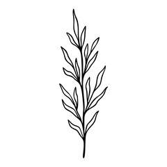 Olive branch outline hand drawn element. Herbs doodle botanical icon for logo. Vector illustration isolated on white background.