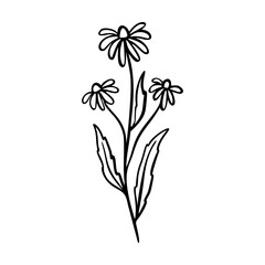 Dangelion outline hand drawn logo element. Herbs doodle botanical icon dangelion for logo.