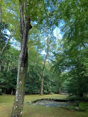 trees in the park