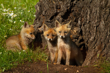 Fototapeta premium Zorro rojo (Vulpes vulpes), crias en la puerta de la madriguera en Parque Nacional de Monfragüe , España.